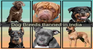 Dog_breeds_banned_in_India