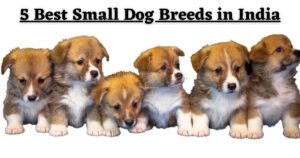 5-Best-Small-Dog-Breeds-in-India