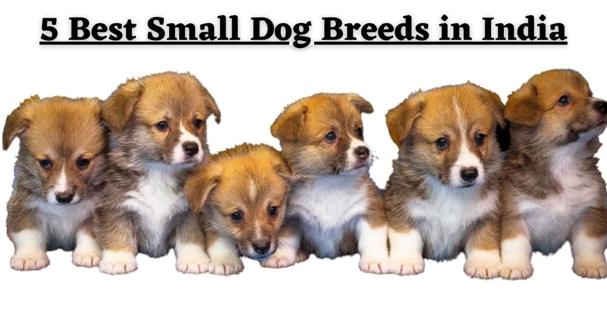 5 Best Small Dog Breeds In India 2023