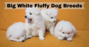 Big White Fluffy Dog Breeds