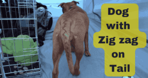 Dog Breeds with Zig zag on Tail